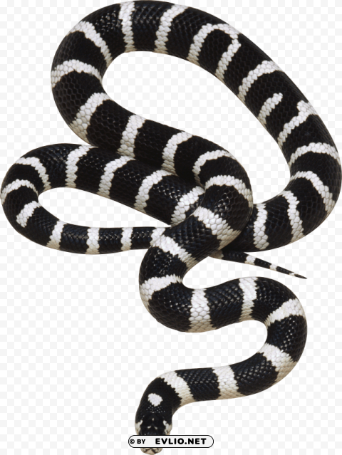 black and white snake PNG files with alpha channel assortment