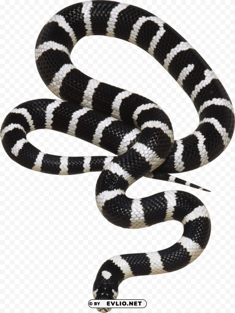 Black And White Snake PNG Files With Alpha Channel Assortment