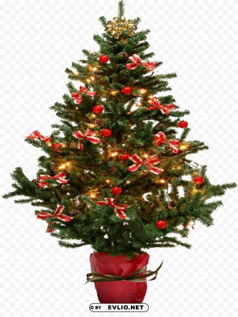 fir tree Isolated Object on HighQuality Transparent PNG