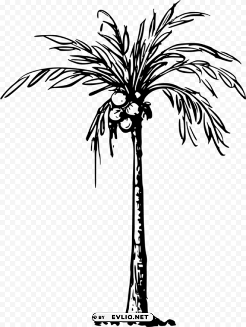 of coconut tree PNG images with transparent elements