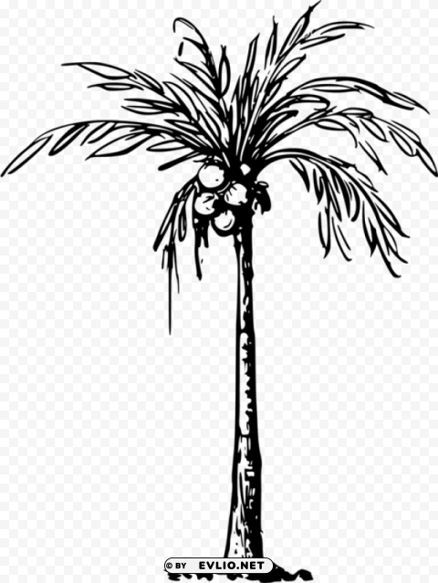 Of Coconut Tree PNG Images With Transparent Elements