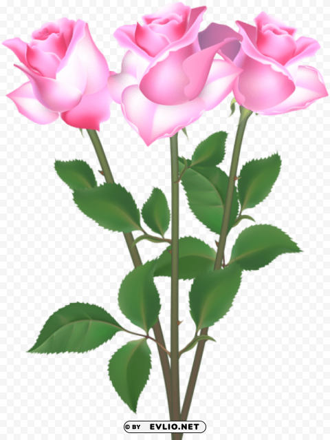 Pink Roses Isolated Icon In Transparent PNG Format