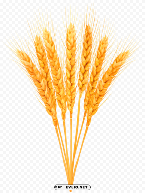 ripe wheat classes Isolated PNG Item in HighResolution
