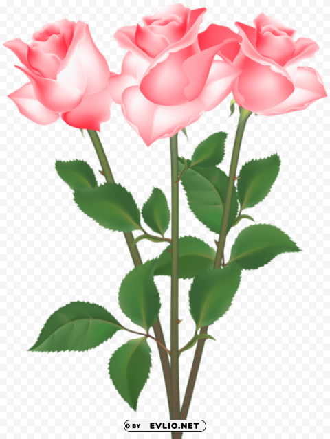 roses Isolated Graphic on HighQuality Transparent PNG