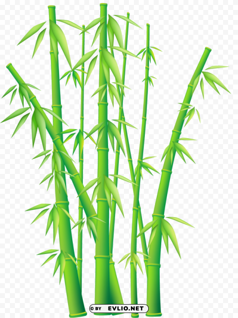 bamboo PNG Graphic Isolated on Clear Background Detail