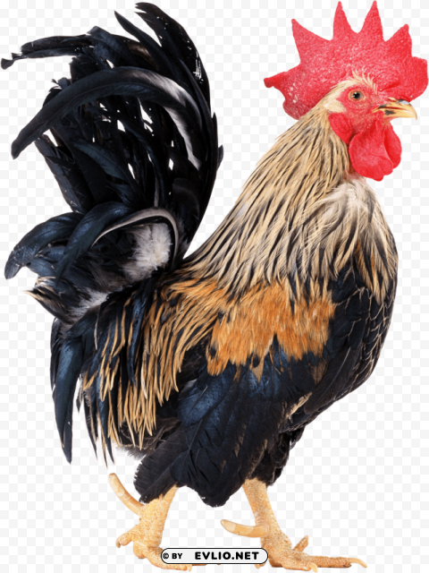 cock High Resolution PNG Isolated Illustration