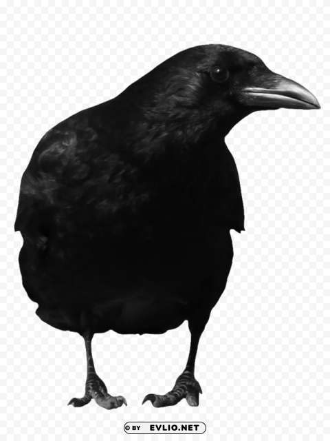Crow Isolated Item with HighResolution Transparent PNG
