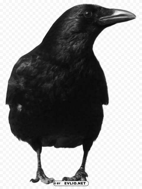 Crow Isolated Object in Transparent PNG Format