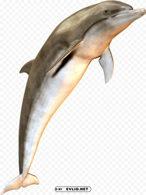 cute jumping dolphin Isolated Subject in Transparent PNG Format