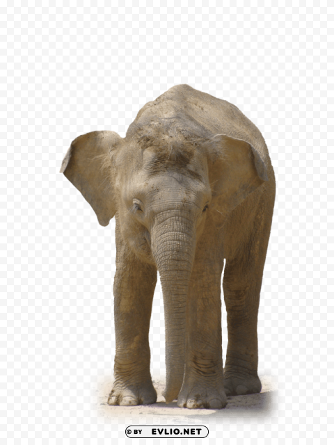 elephant front view PNG images with alpha transparency bulk png images background - Image ID 407a4096