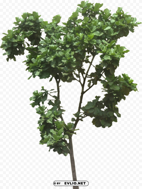 ficus lyrata tree PNG images with cutout