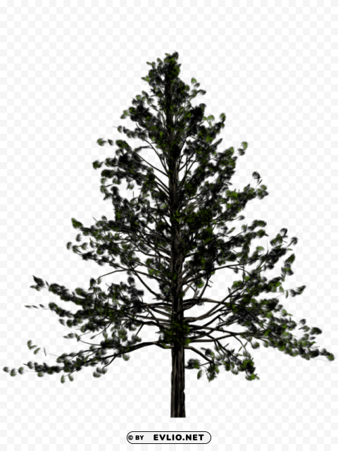 fir-tree free download PNG transparent design