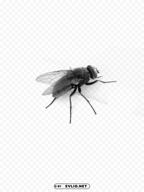 fly top side PNG images with no background comprehensive set