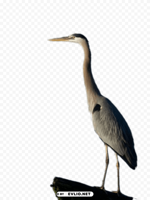 great blue heron full size PNG for mobile apps