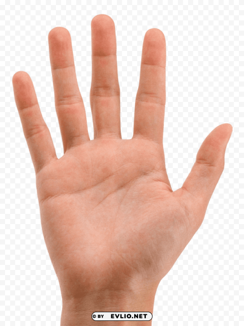 hands PNG pictures without background