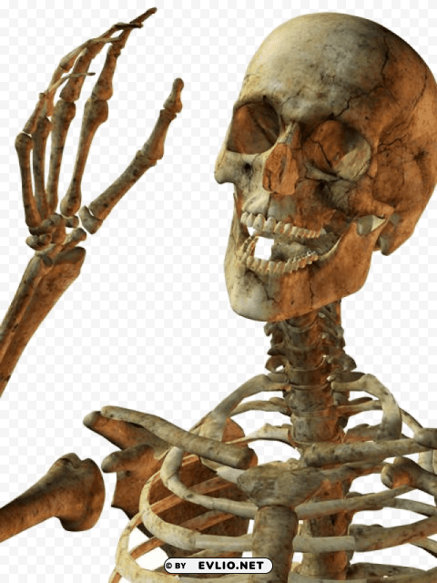 hello skeleton Isolated Item in HighQuality Transparent PNG