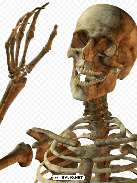 Hello Skeleton Isolated Item In HighQuality Transparent PNG