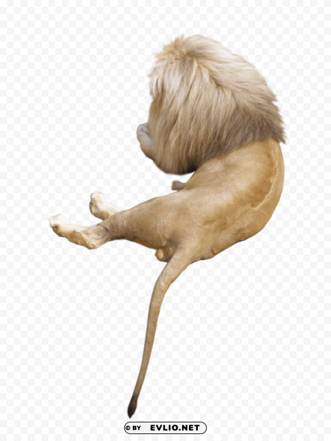 lion animal Isolated Subject on HighResolution Transparent PNG