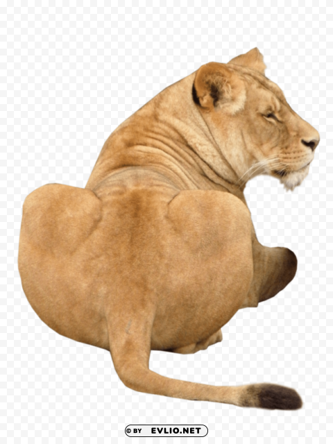 lion animal Clear PNG pictures broad bulk