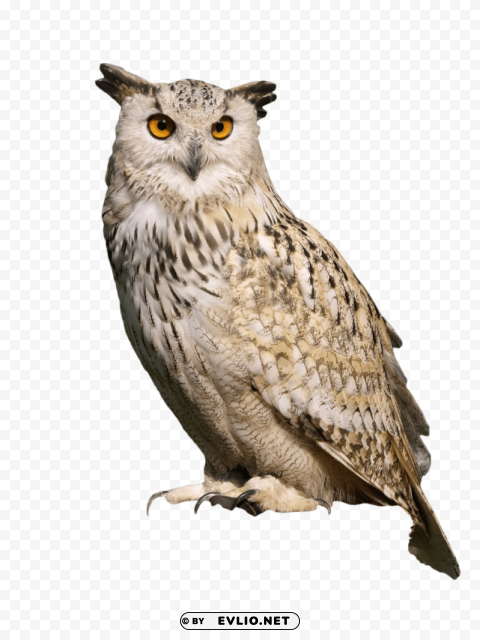 owl sitting Isolated Design Element on Transparent PNG