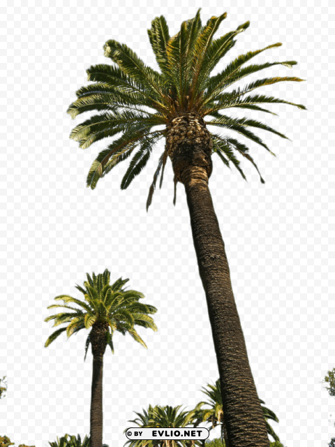 PNG image of palm tree PNG transparency images with a clear background - Image ID d7c4b94b