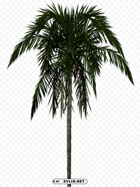 Palm Tree Transparent PNG Isolated Item