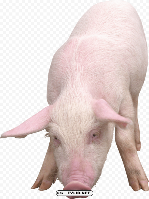 pink pig PNG Image with Isolated Artwork