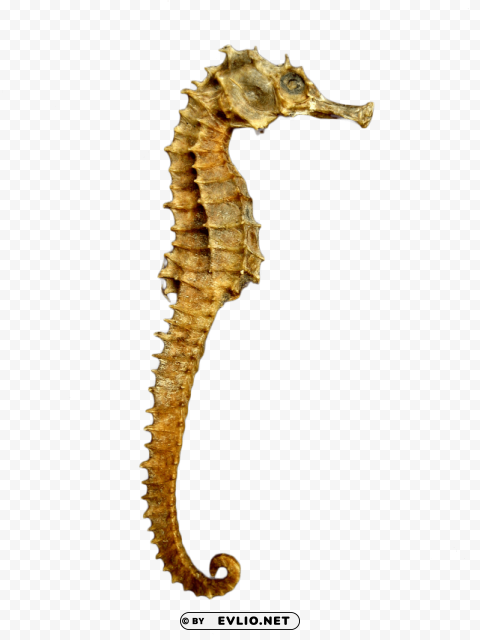 seahorse skeleton Isolated Character with Clear Background PNG