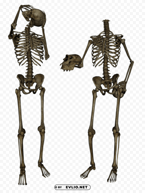 Skeleton Skull PNG Images For Editing