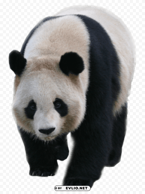 walking panda PNG Image with Clear Isolation