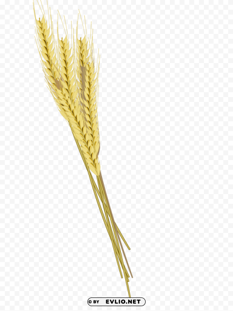 Barley Isolated Subject In Clear Transparent PNG