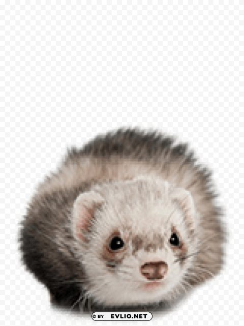 ferret Transparent Background PNG Isolated Icon