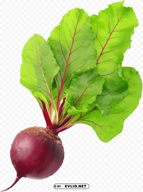 beet Isolated Artwork on Transparent Background PNG