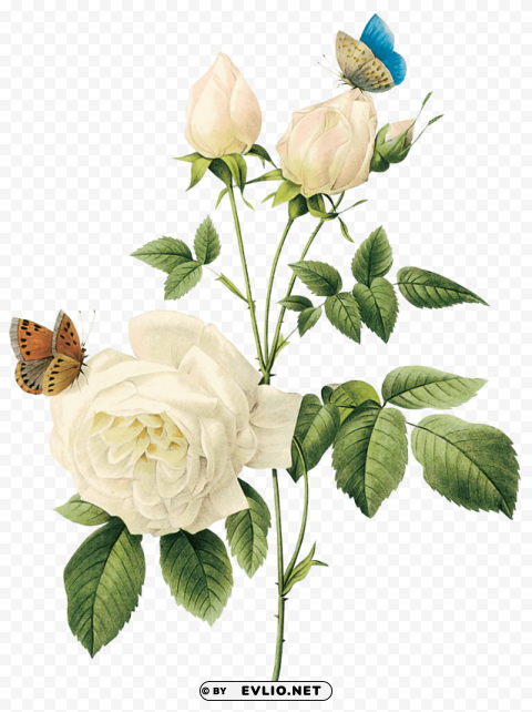 white roses Clear Background PNG Isolated Item clipart png photo - 87b95e5b
