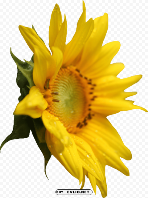 sunflower PNG images for advertising
