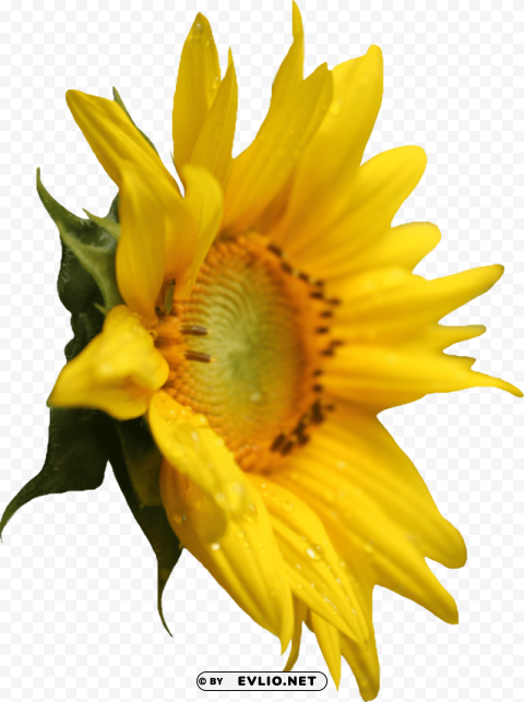 PNG image of sunflower PNG images for advertising with a clear background - Image ID ae7dec7f