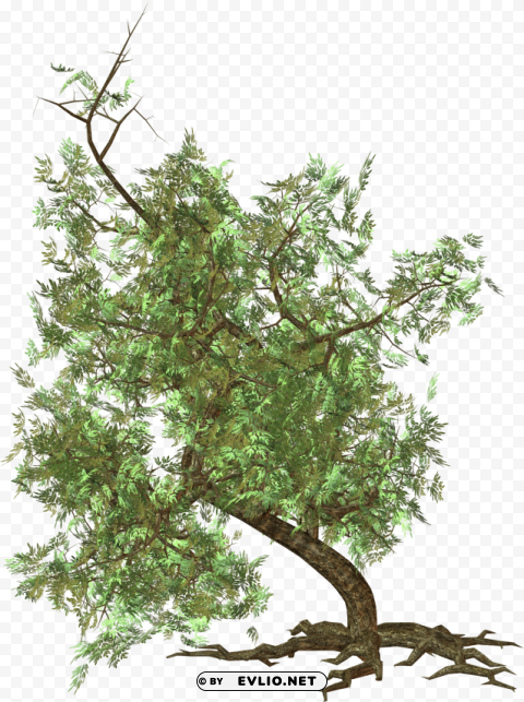 PNG image of tree PNG images with no background free download with a clear background - Image ID e3eb4ab1