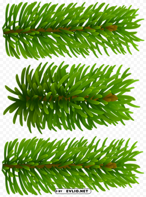 beautiful pine branches Isolated Design Element in Transparent PNG