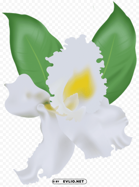white orchid Transparent PNG stock photos