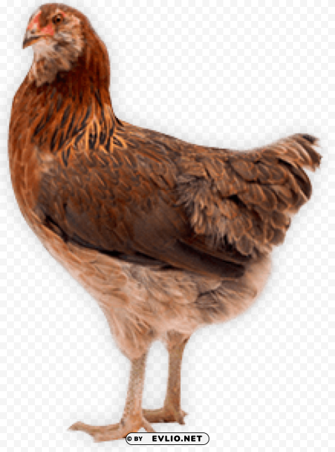 chicken PNG free transparent