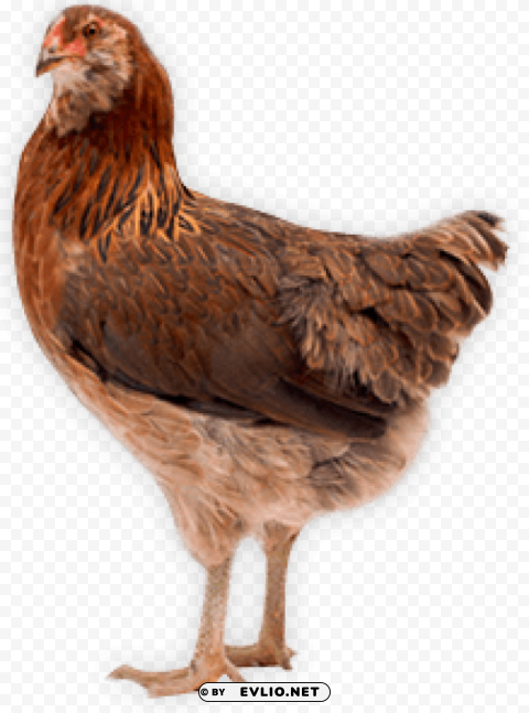 Chicken PNG Free Transparent