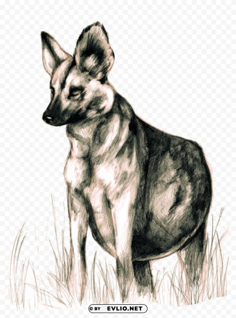 wild dogs Transparent PNG illustrations