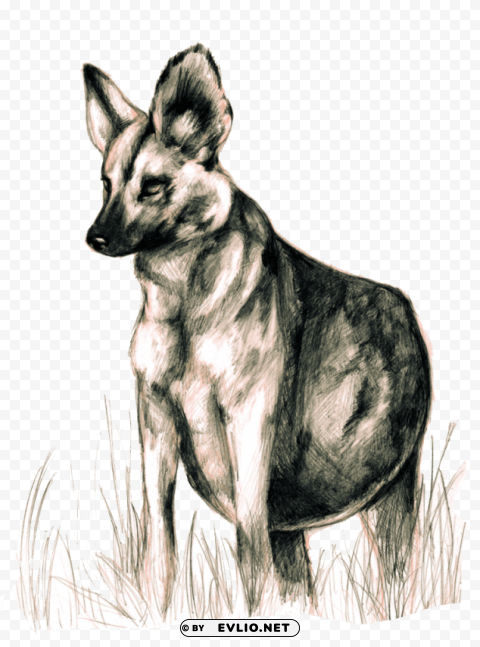 Wild Dogs Transparent PNG Illustrations