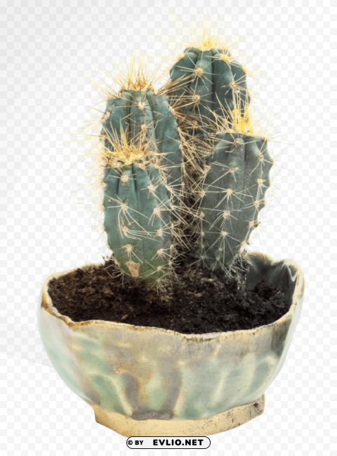 PNG image of cactus HighQuality PNG Isolated Illustration with a clear background - Image ID 6555e69e