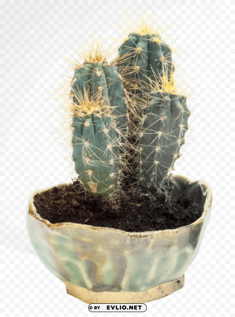 cactus Clear Background PNG Isolated Illustration