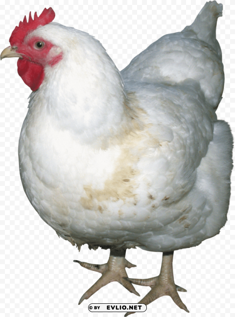 chicken PNG Graphic with Isolated Design