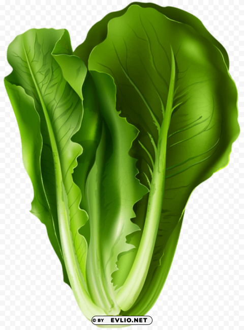 lettuce PNG files with no background assortment