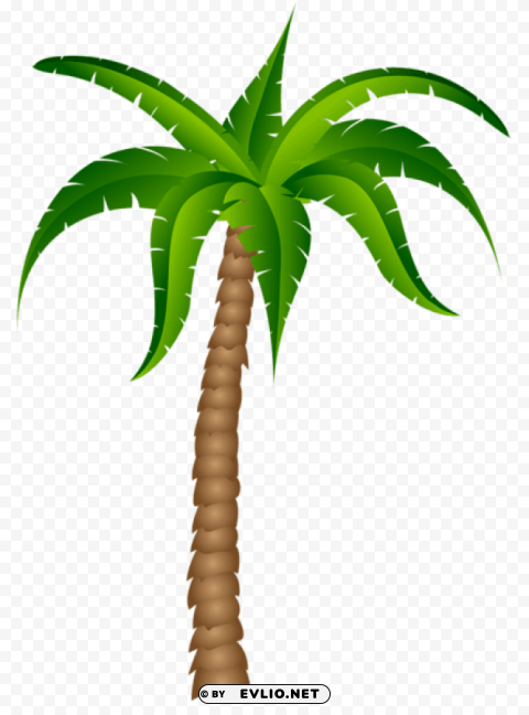 Palm Tree Transparent Picture PNG With No Background For Free