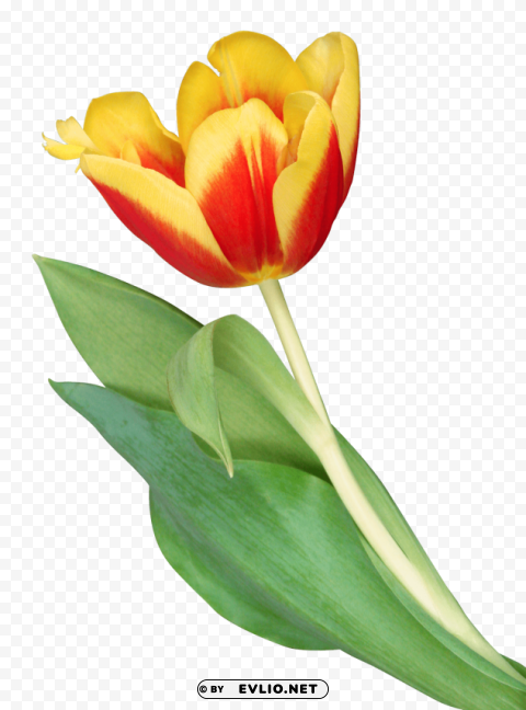 tulip Isolated Character in Transparent Background PNG