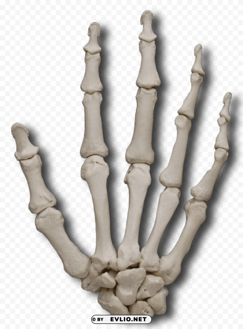 carpal bones PNG images without licensing